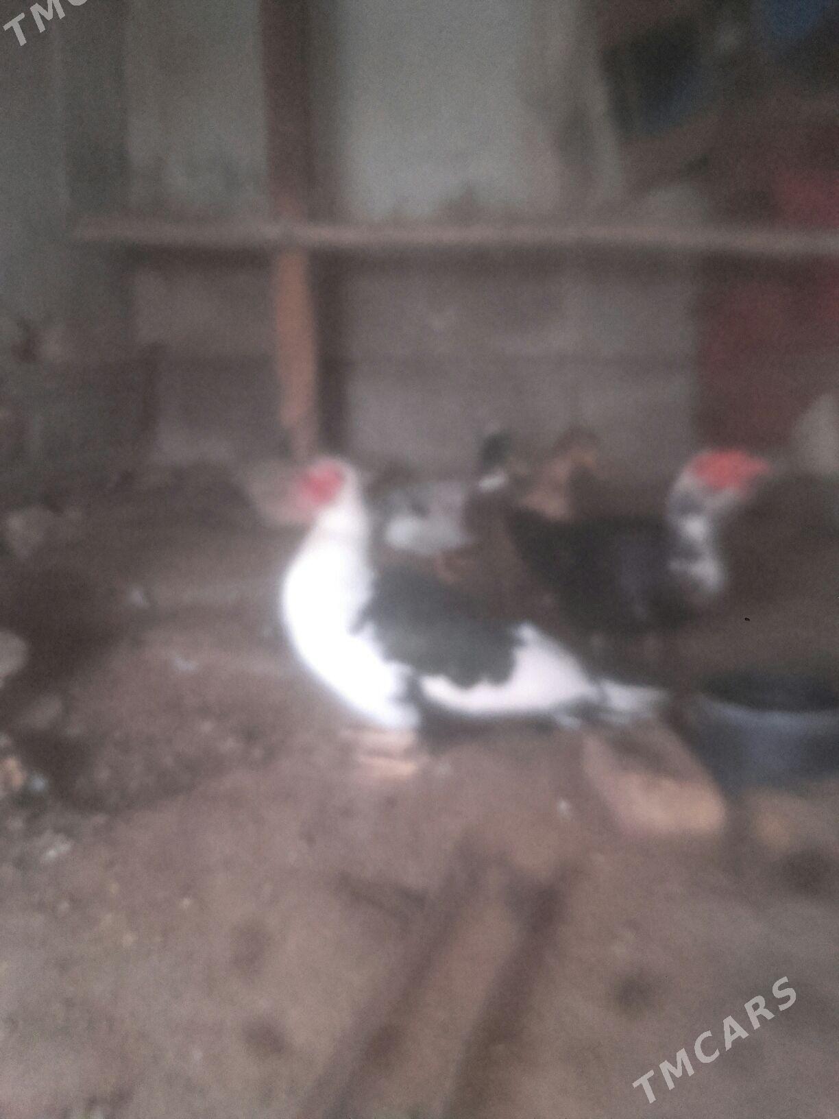 erkek ordek. - Murgap - img 1