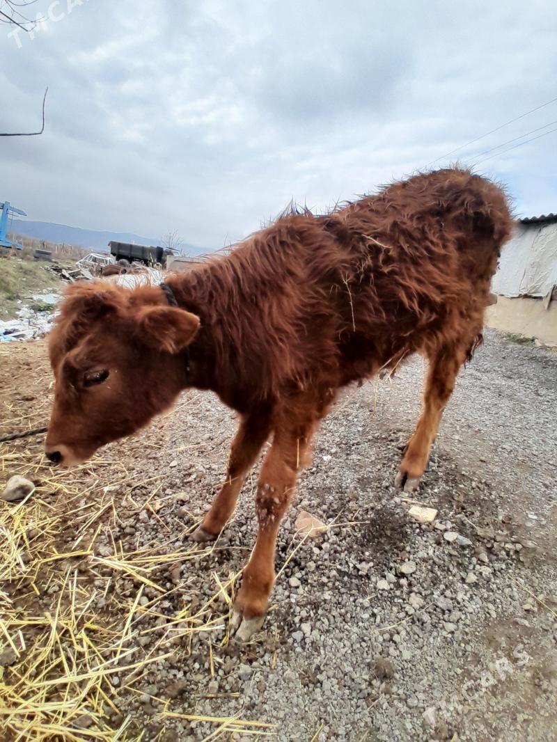 gole - Багир - img 1