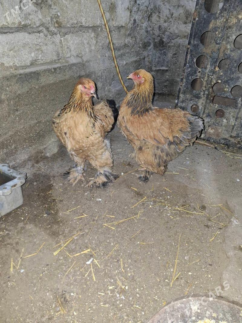 Brama makı - Гумдаг - img 1