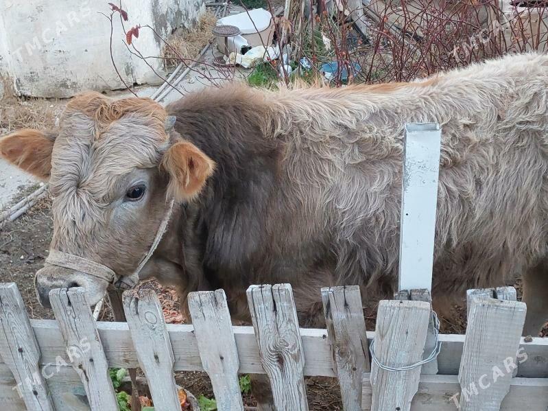 окуз - Балканабат - img 1