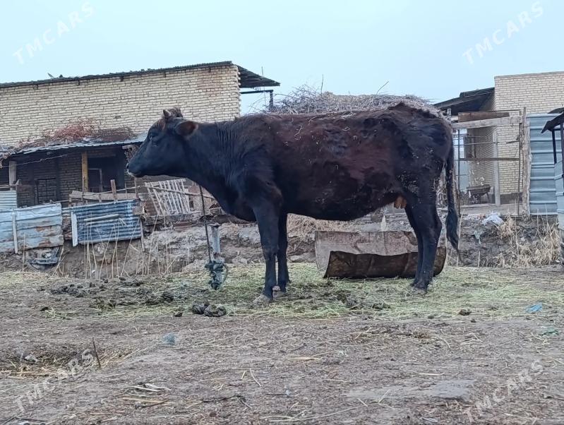 yetik bogaz - Çärjew - img 1