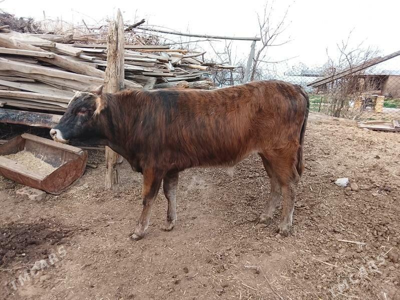 okuz - Murgap - img 1