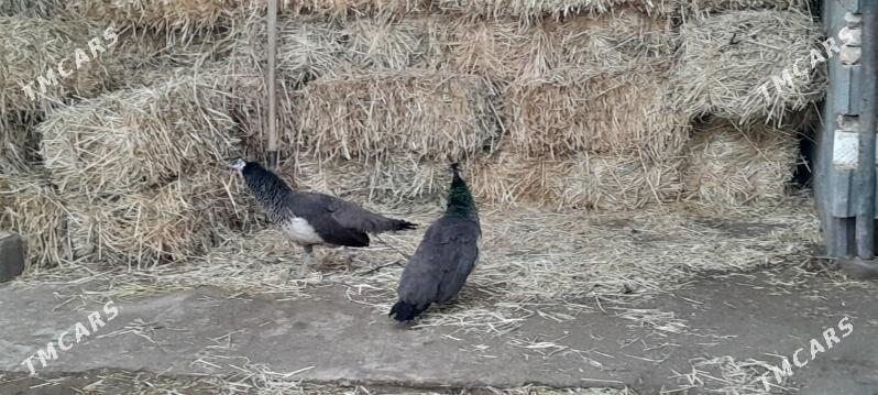 Tawus - Gyzylarbat - img 1