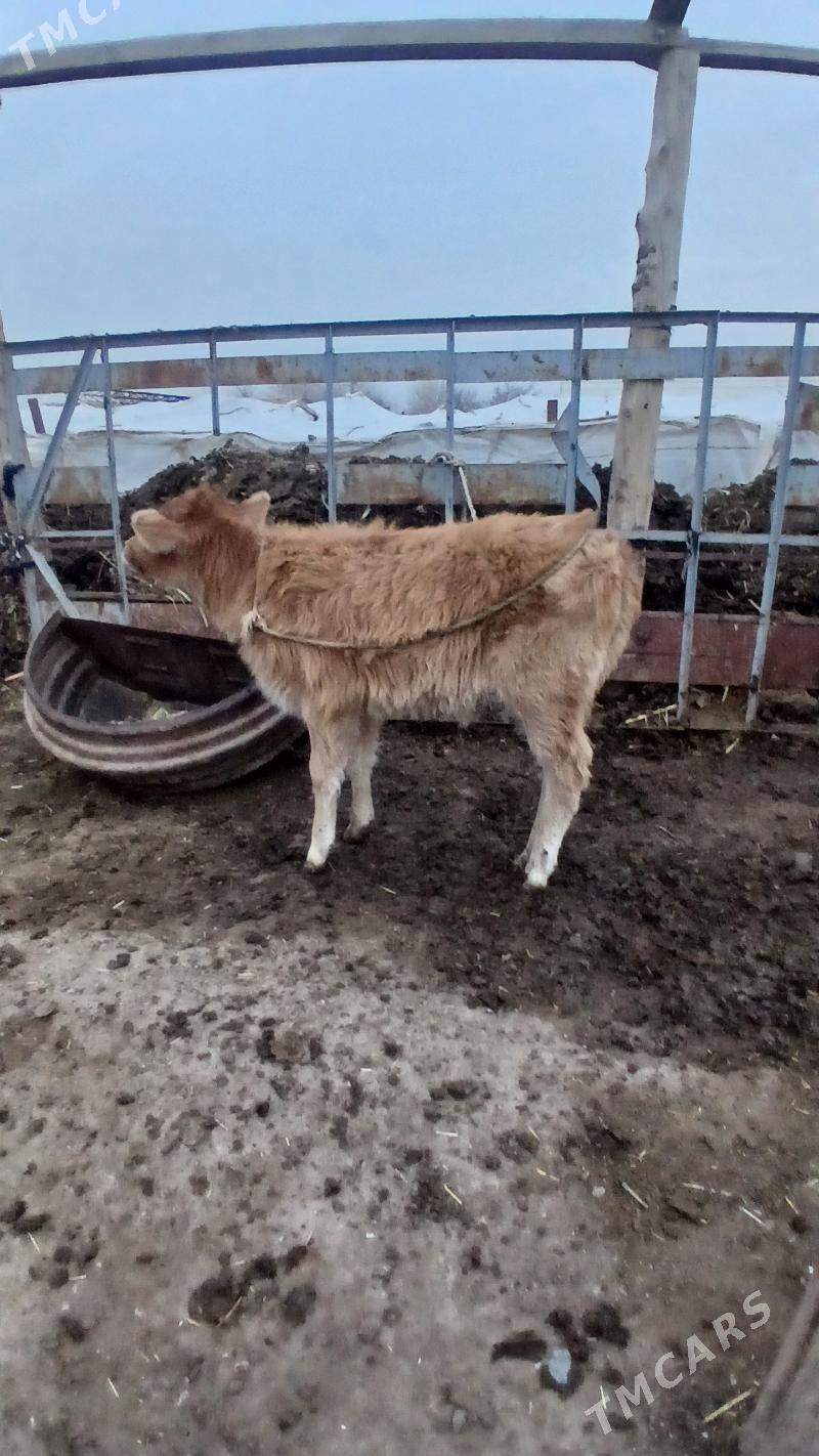 okuzce gole - Мургап - img 1