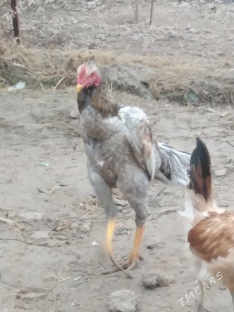 Horaz - Çärjew - img 1