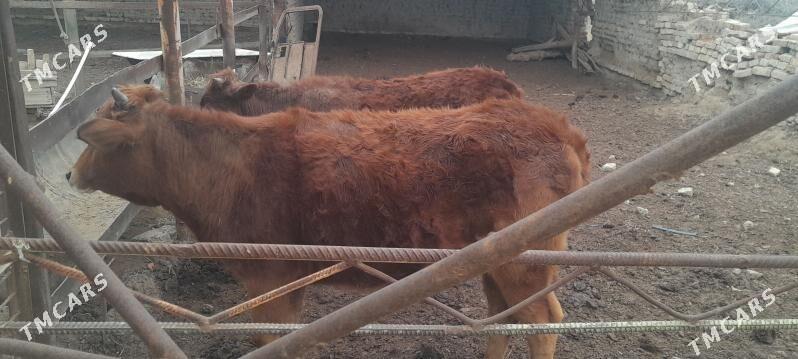 Sygyr gulajyn - Murgap - img 1