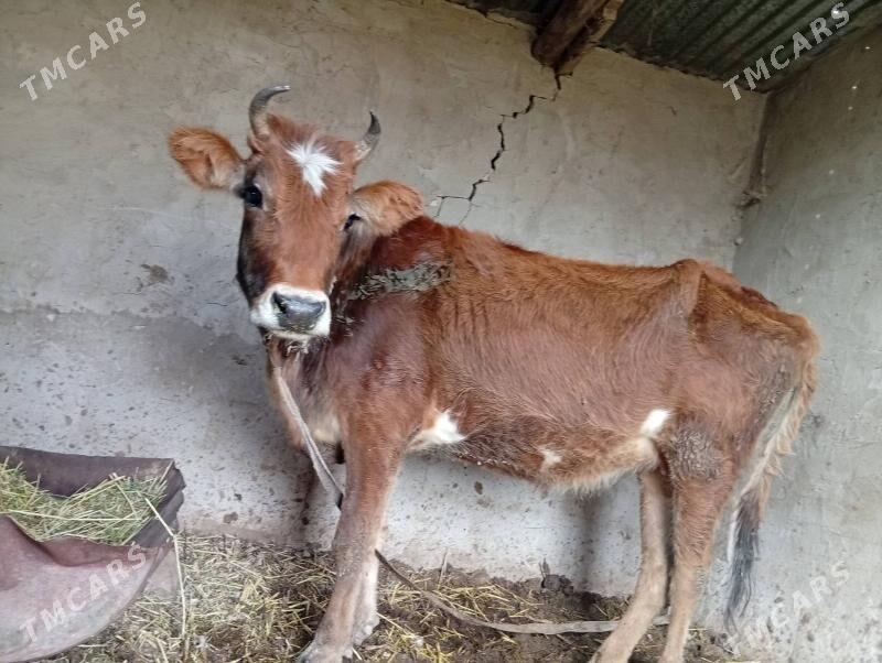 bogoz - Mary - img 1