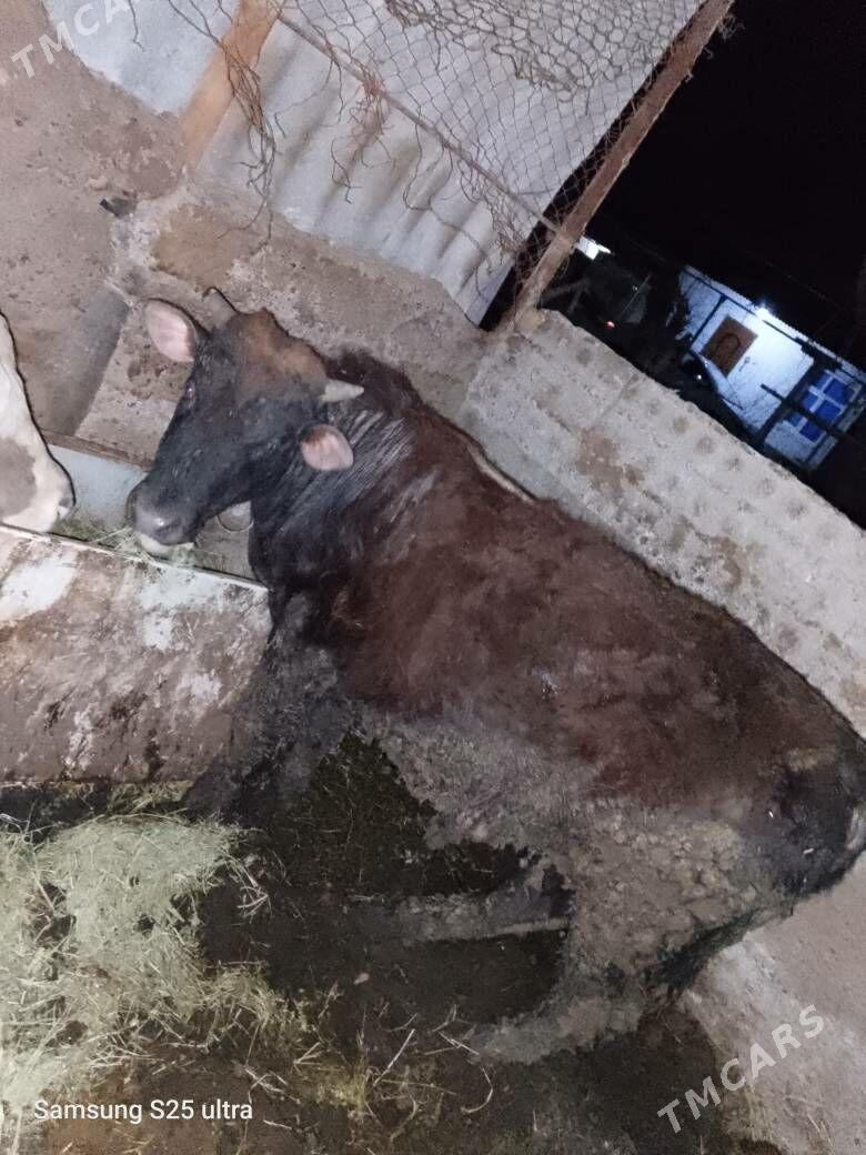 Öküz - Ак-Бугдайский этрап - img 1