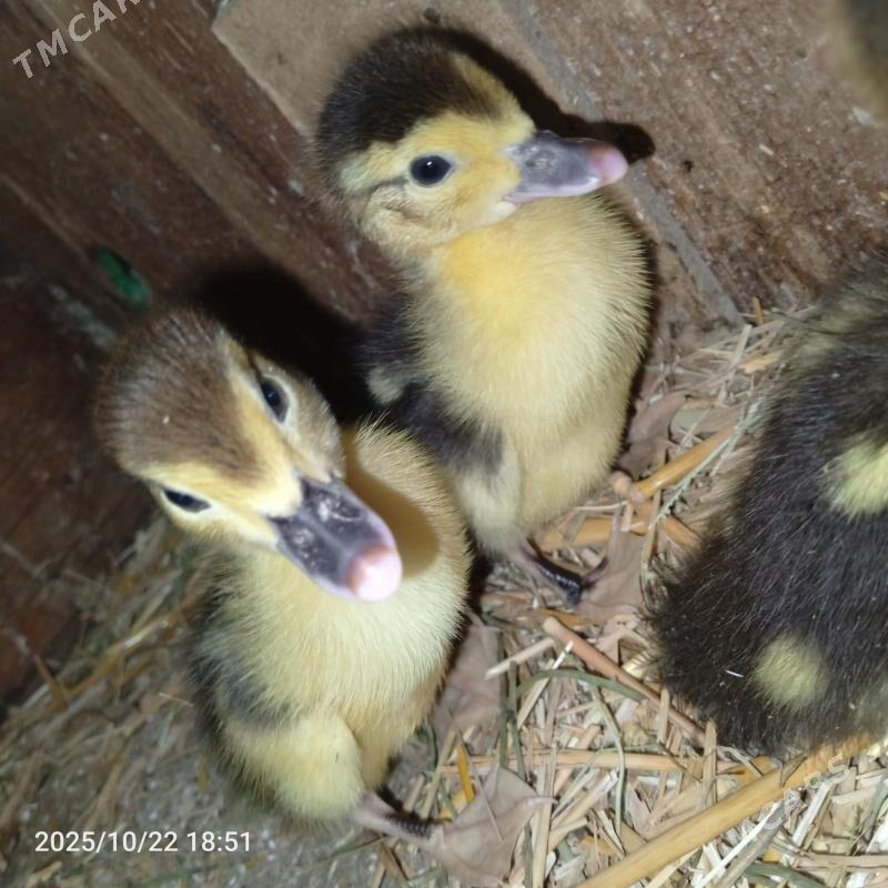 muskus ördek juyjeler - Çärjew - img 1