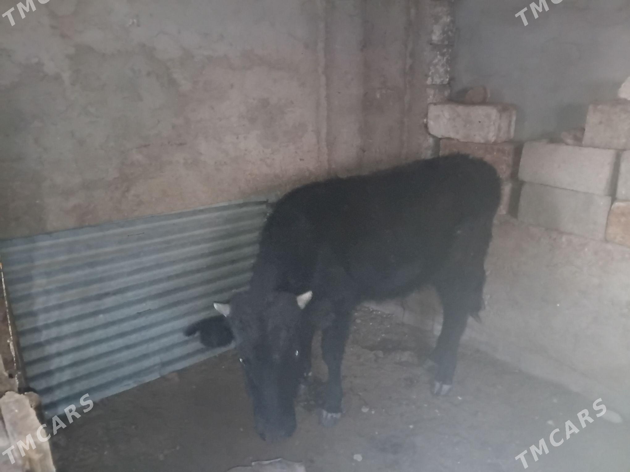 okuz - Балканабат - img 1