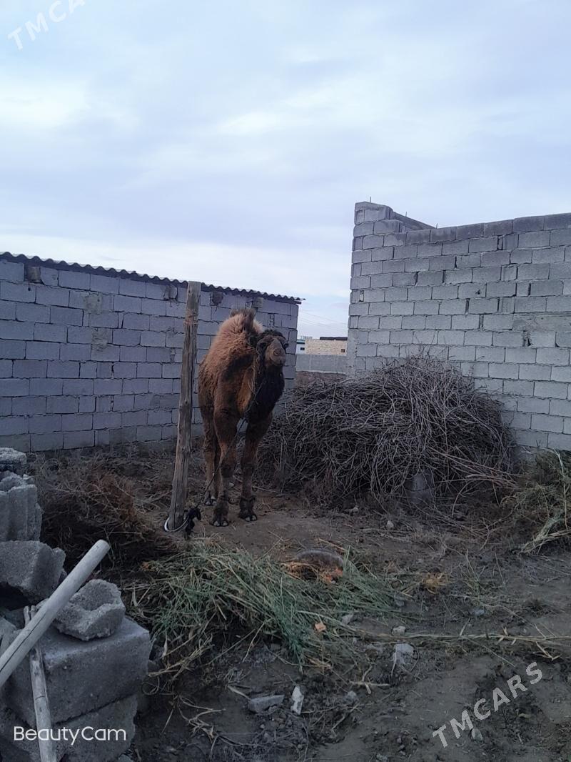 ogsuk - Gökdepe - img 1