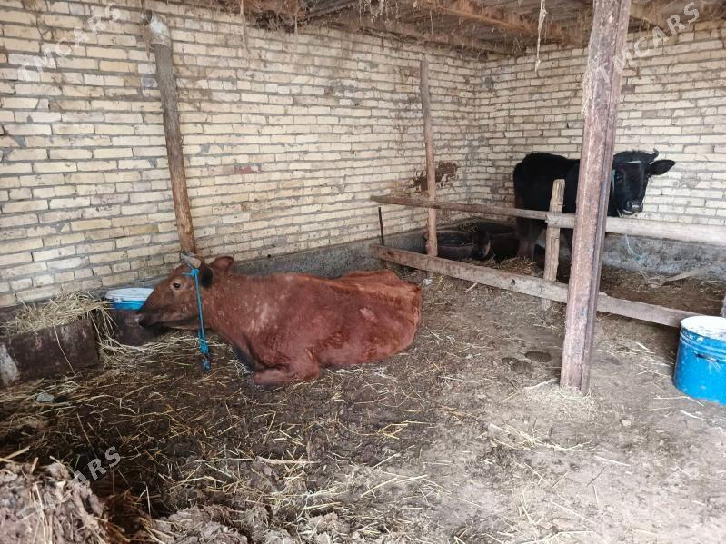 саглык мал - Фарап - img 1