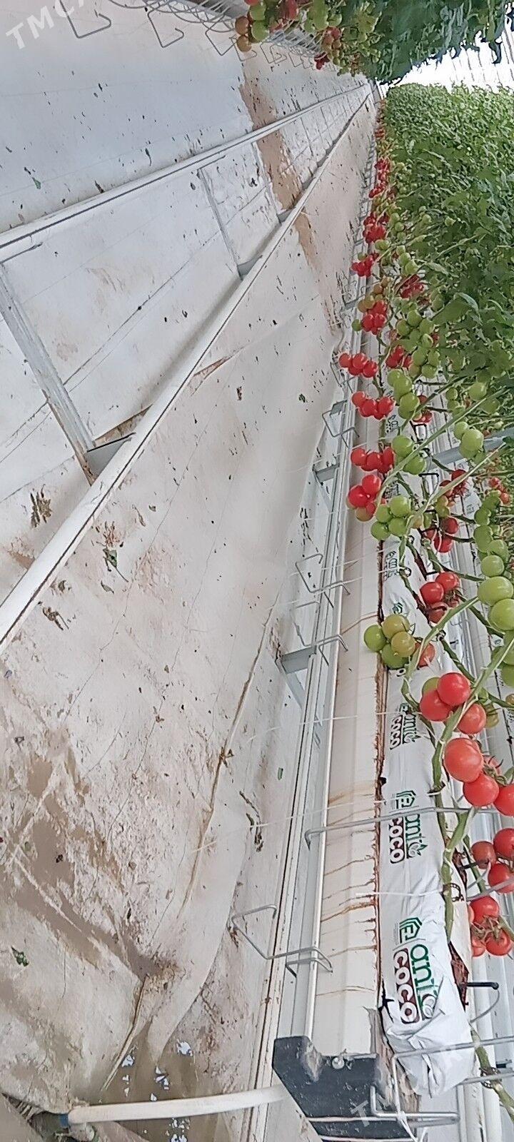 işgär gerek işgär gerek - Änew - img 1