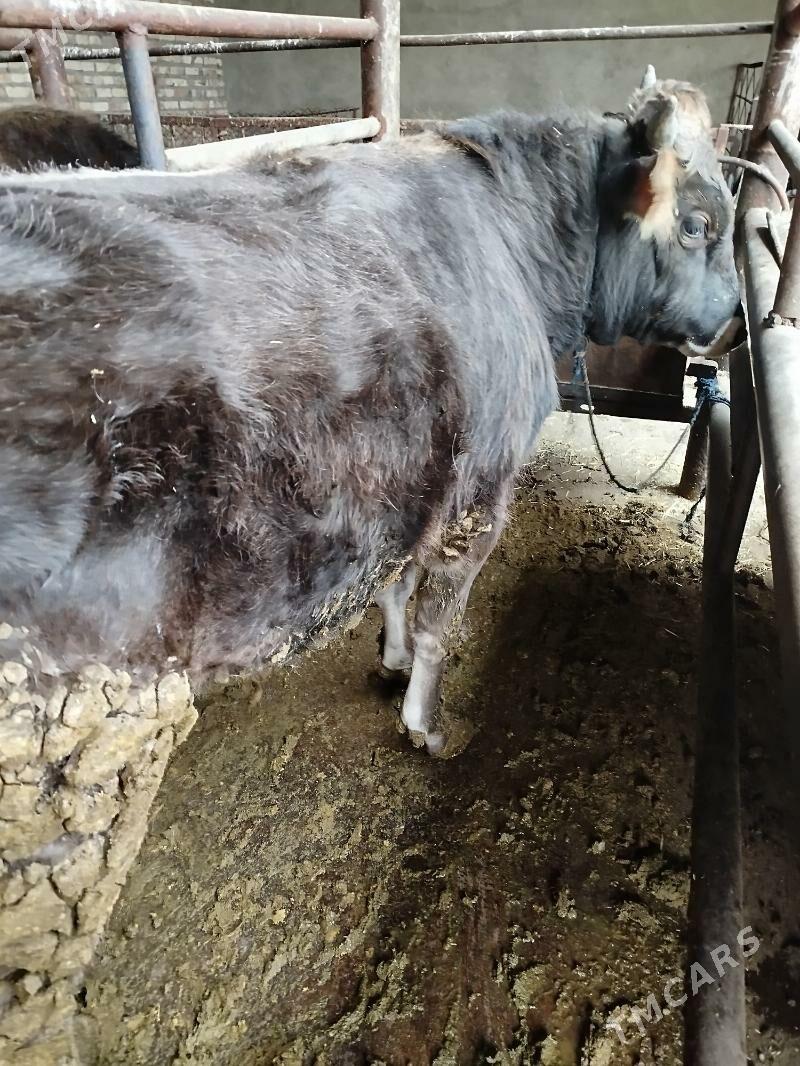 Öküz - Bäherden - img 1