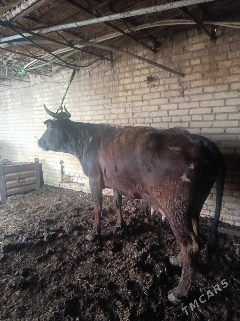 шивет голели сыгыр - Чарджоу - img 1