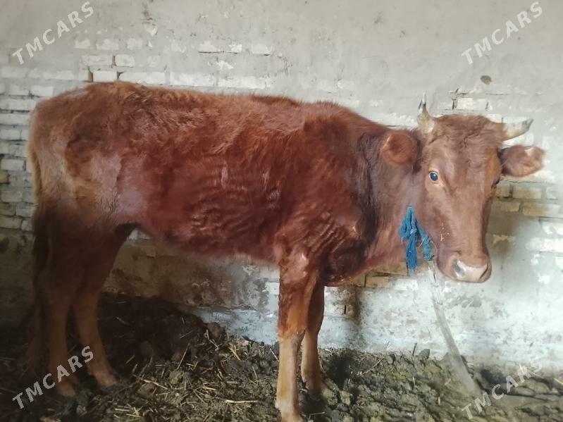 Gulajyn - Wekilbazar - img 1