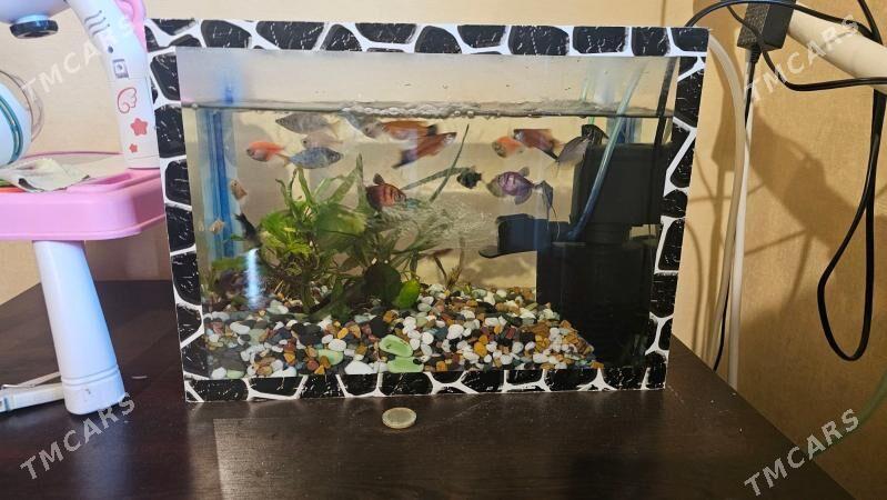 аквариум - Aşgabat - img 1