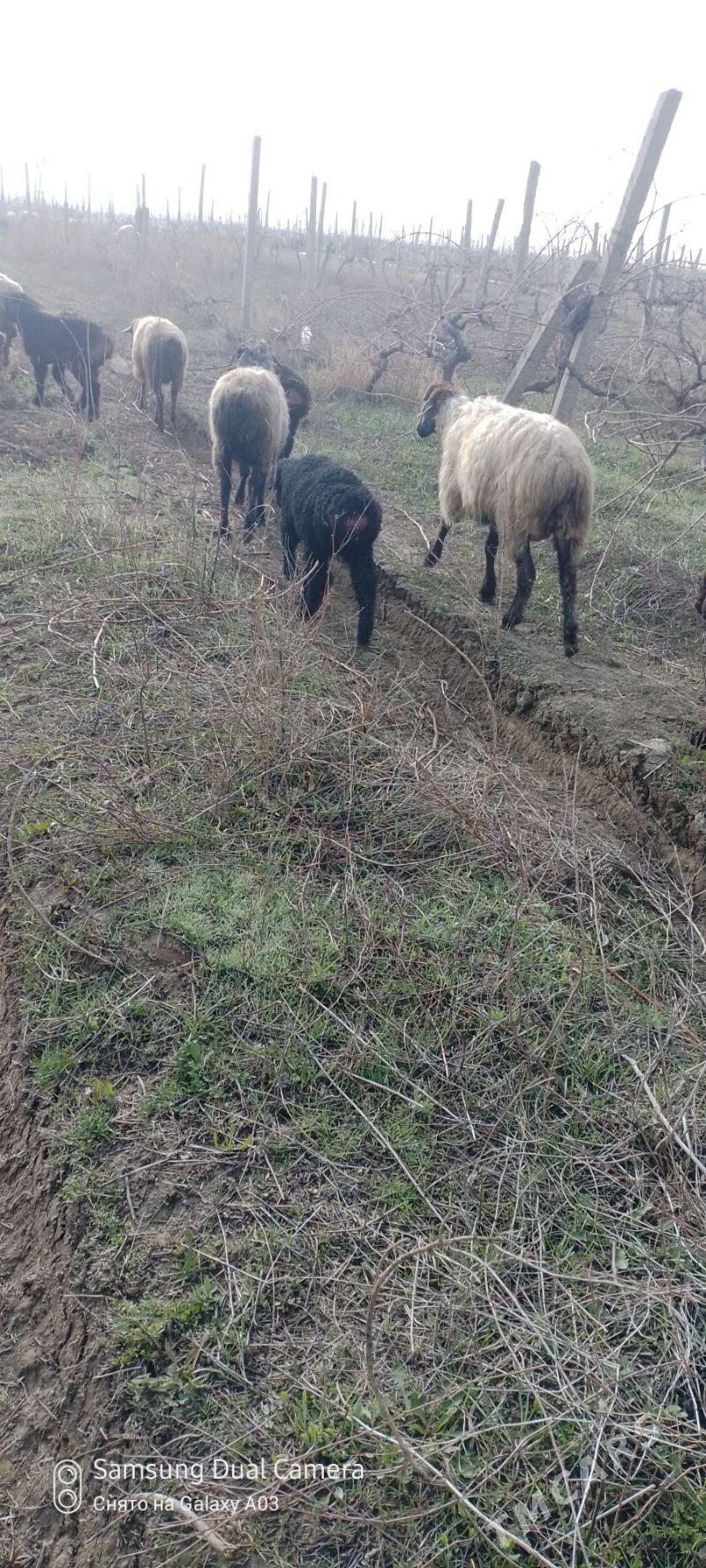 goyun guzyly - Гёкдепе - img 1