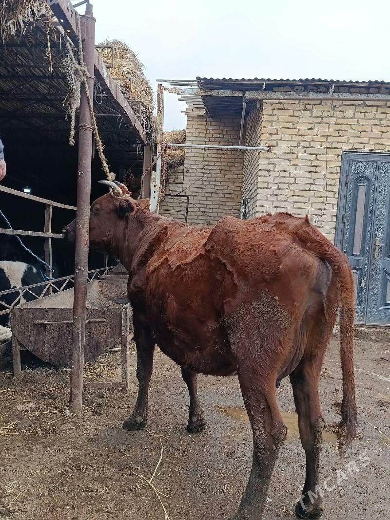 бурлат голели сыгыр - Çärjew - img 1