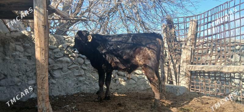 SWES OKUZ - Бахарден - img 1