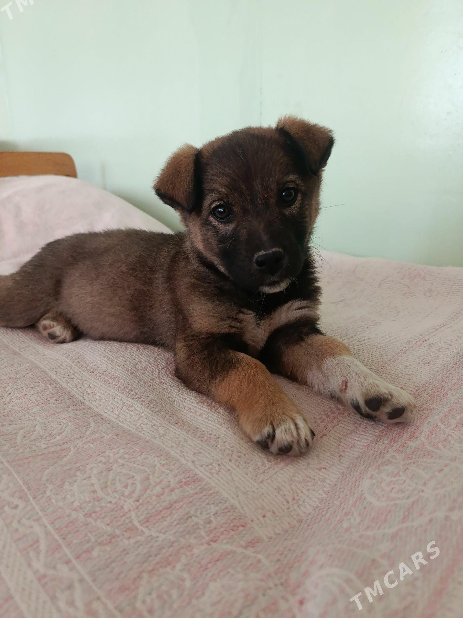 собака - Ашхабад - img 1