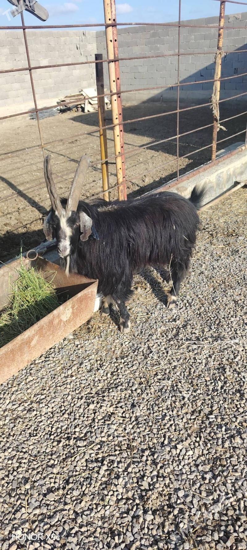 Teke - Bäherden - img 1