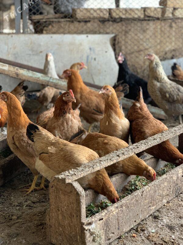 towuklar - Мары - img 1