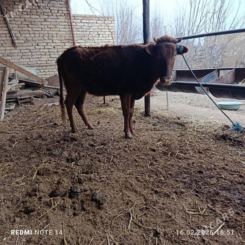 Gunajyn - Çärjew - img 1