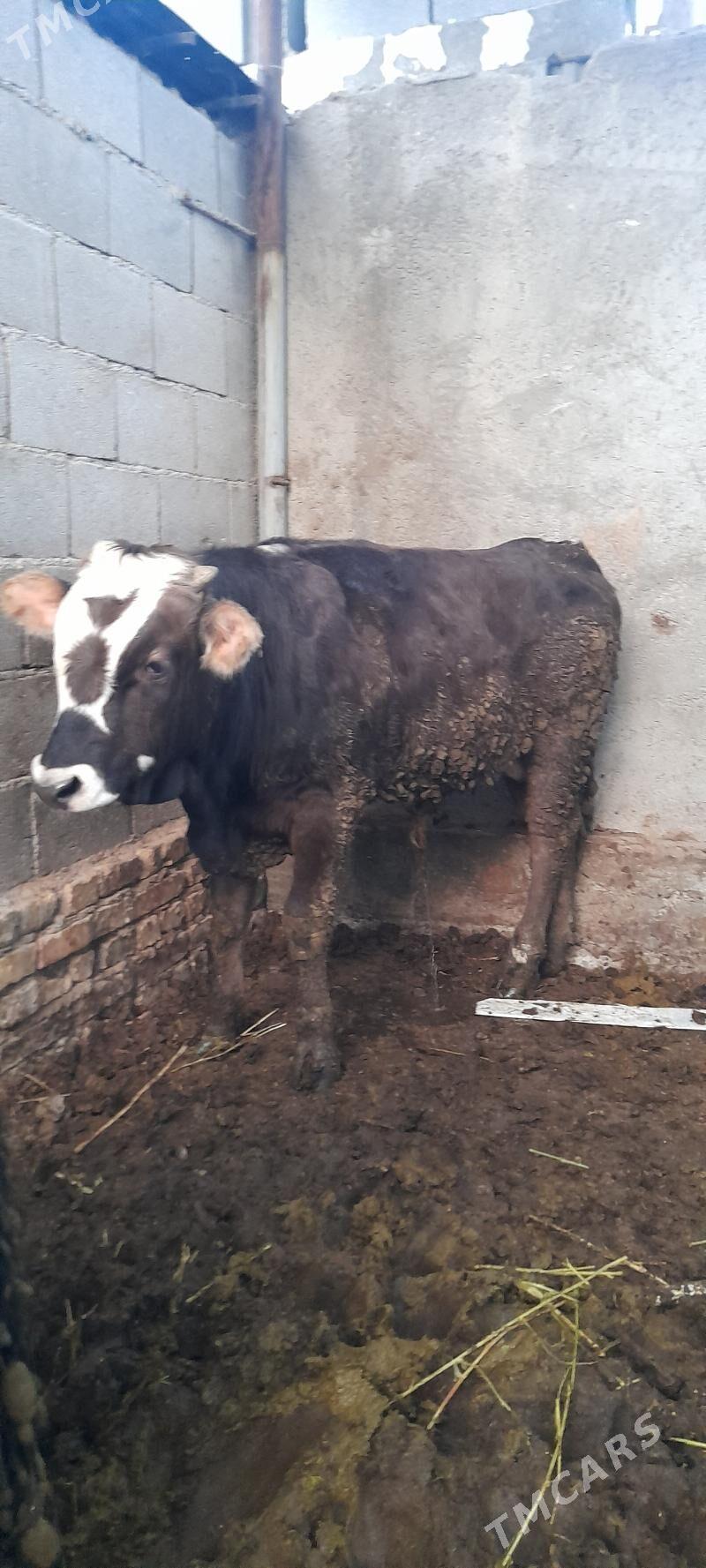 okuz - Aşgabat - img 1