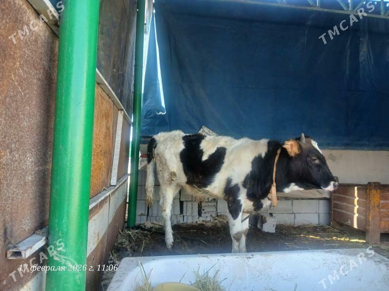 GIBRID GARAALA ÖKÜZ - Ашхабад - img 1