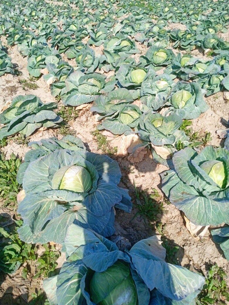 Kelem - Baýramaly - img 1