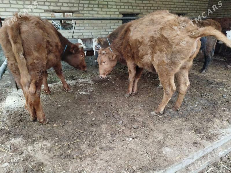 unajyn - Чарджоу - img 1