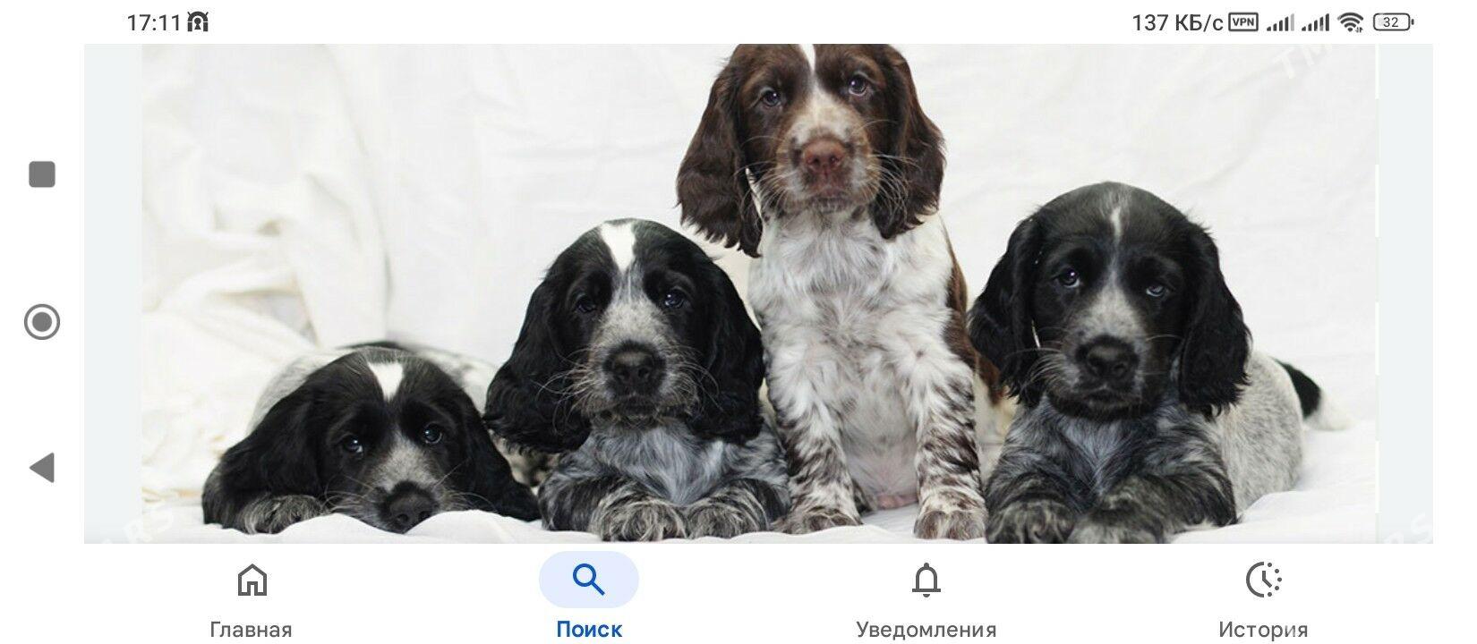 Щенки Спаниеля - Балканабат - img 1