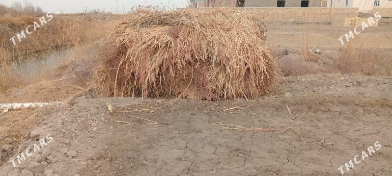 mal oty - Туркменабат - img 1