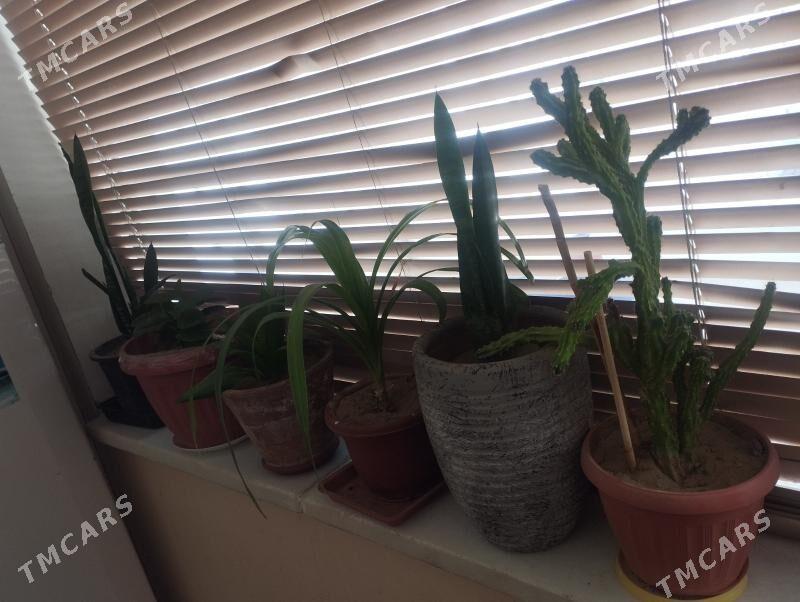 Otag gül - ул. Подвойского (Битарап Туркменистан шаёлы) - img 1