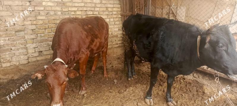 Gulajyn Mall - Мары - img 1