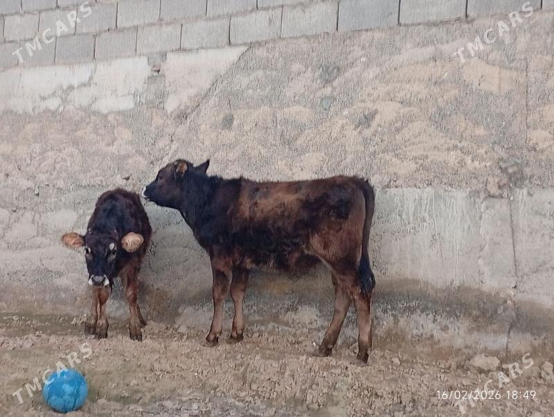 Şwes tuwe - Херрикгала - img 1