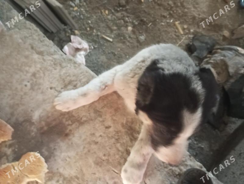 чопан гужук - Türkmenabat - img 1