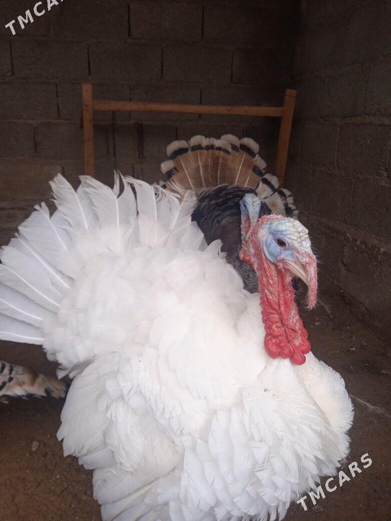 erkek induk - Джебел - img 1