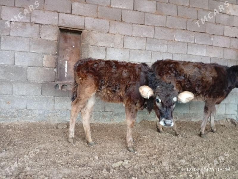 Şwes tuwe - Херрикгала - img 1