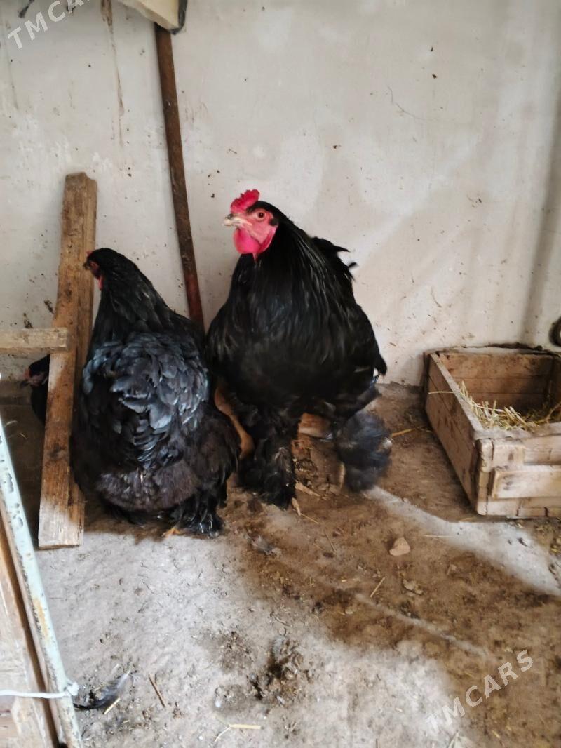 brama - Дашогуз - img 1