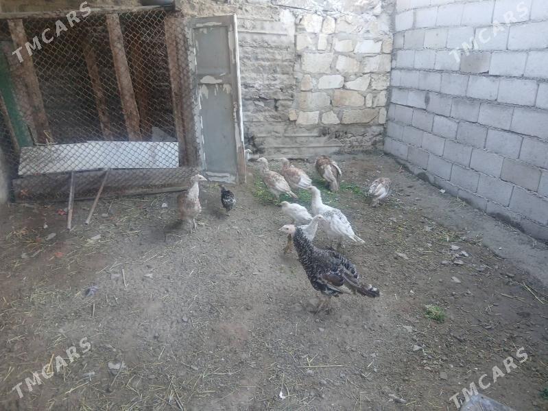 induk - Türkmenbaşy - img 1