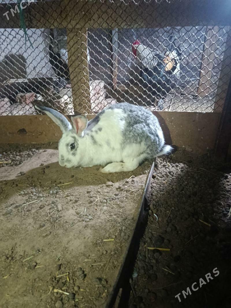 ene towsan - Мары - img 1