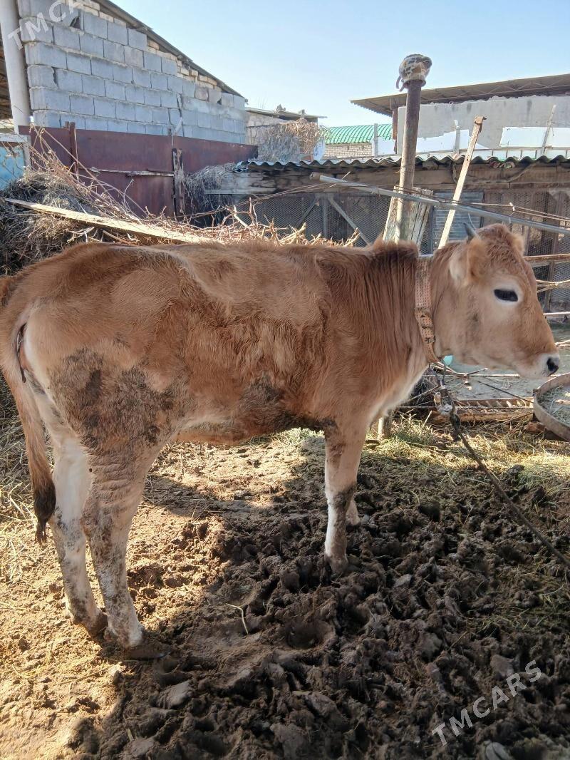 tuwe - Ýaşlyk - img 1