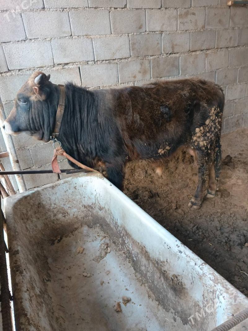 okuz - Büzmeýin - img 1