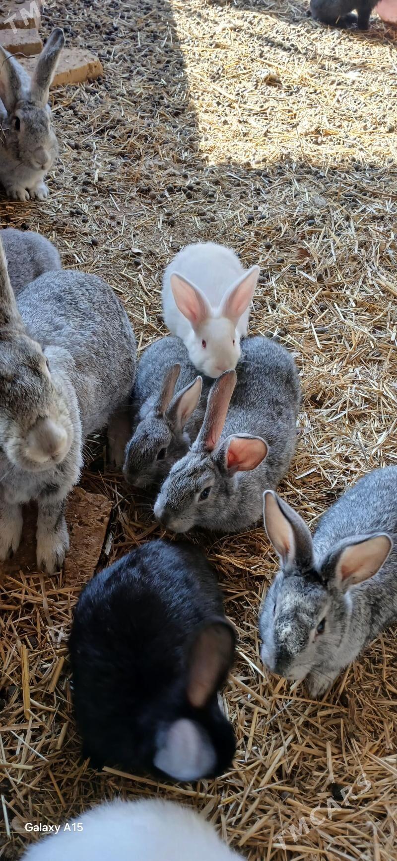 Towsan - Теджен - img 1