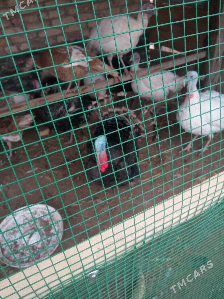 induk - Фарап - img 1