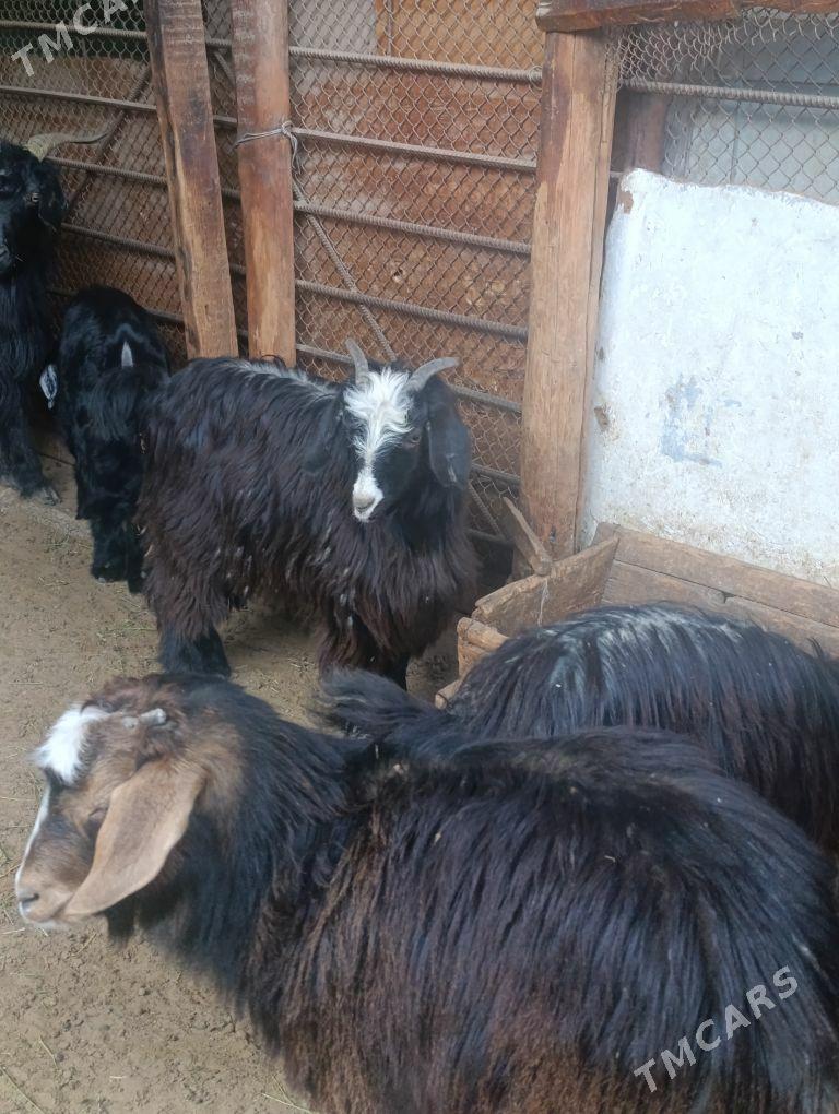 ÇEWIŞ - Хитровка - img 1