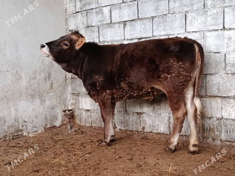 şiwes tüwe - Гёкдже - img 1