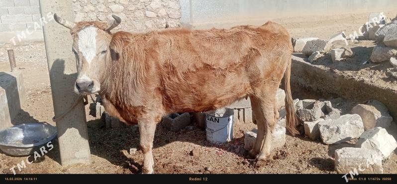 SYGYR - Jebel - img 1